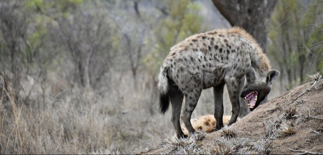 Against a background of dry grasses and scrubby trees, a spotted hyena leans her face into a hillside, mouth open wide in a yawn (or, in my interpretation, a grin of excitement)