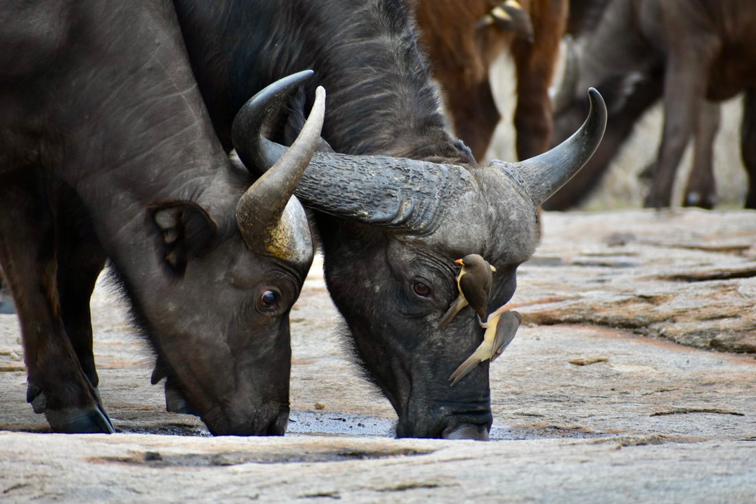 Two large African buffalo drink from a puddle on bare stone. Two oxpeckers sit on the face of the buffalo to the right.