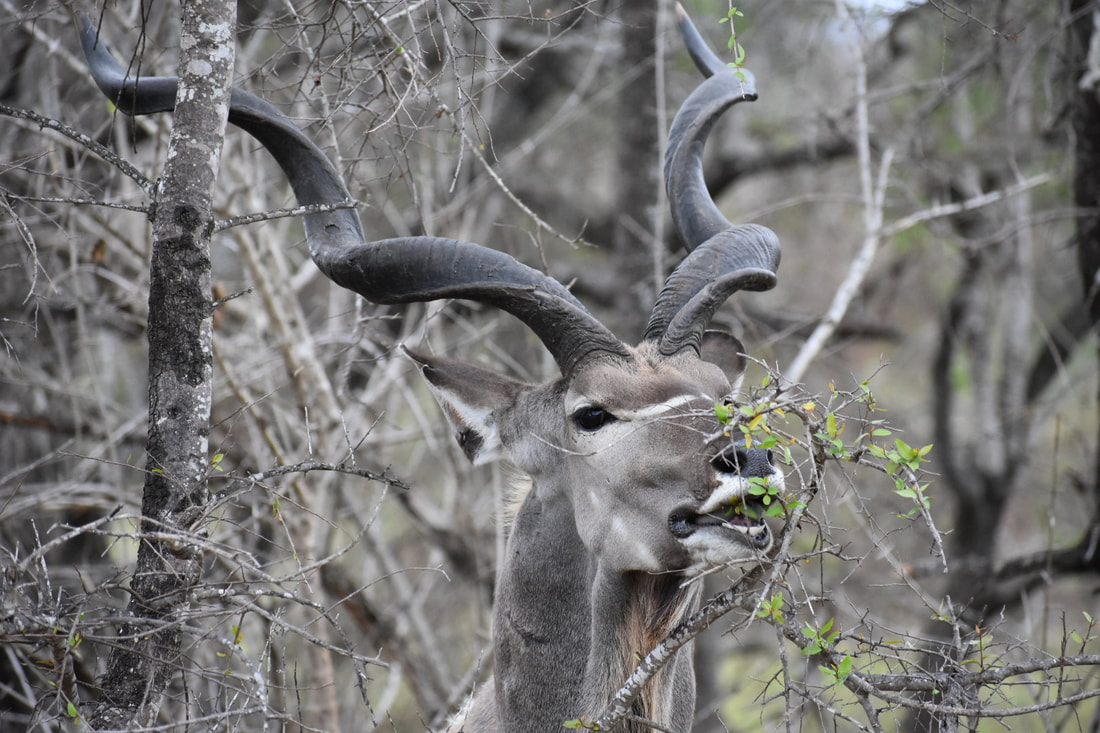 A majestic kudu bull reaches out to nibble on some new spring leaves amidst a backdrop of dry thorny shrub.