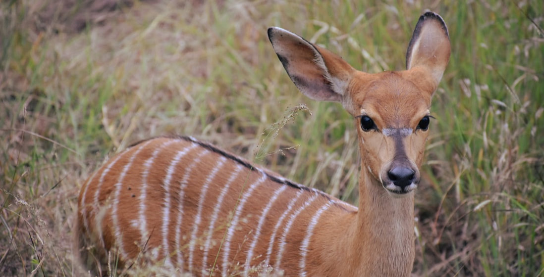 A female nyala stands staring at the camera. She is a russet brown color with light white vertical stripes and a black ridge of fur along her back. The background is dry and green grasses.